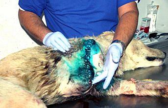 Ordu'da silahla yaralanan köpeğin ayağı kesildi