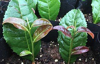 Rize'ye çay gen havuzu kazandırılacak