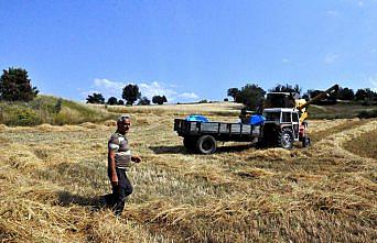 Siyez buğdayında verim yüz güldürüyor