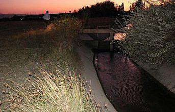 Sulama kanalına düşen manda telef oldu