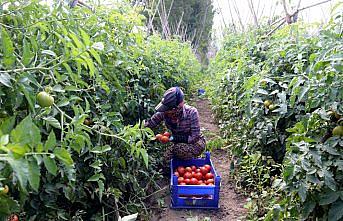 Tokat domatesi ekmek kapıları oldu