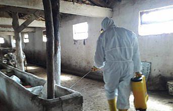 Yeşilyurt'ta ahırlar dezenfekte ediliyor