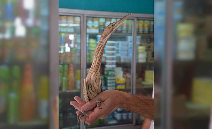 Alaca balıkçıl kuşuna esnaf sahip çıktı