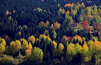 Artvin sonbaharda fotoğraf tutkunlarını cezbediyor