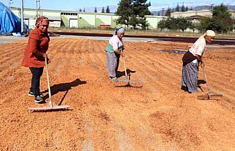 Atık meyve çekirdekleri ekonomiye kazandırılıyor