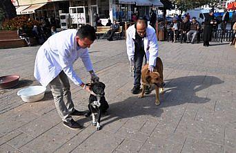 Boyabat'ta sokak köpekleri aşılanıyor