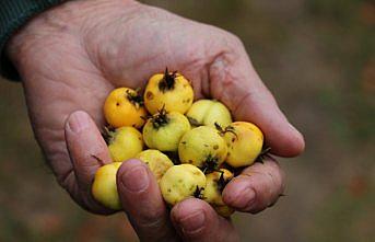 Doğal ilaç dağ meyvesi: 