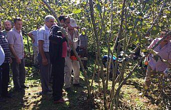 Doğru gübreleme ve budama fındıkta verimi artırıyor