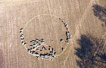 Ekonometrist çobandan sıradışı uygulamalarla yüksek gelir