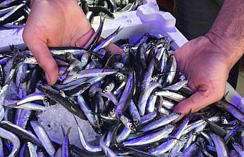 Giresun'da hamsinin kilogramı 5 liradan satılıyor