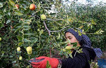 Hünnap üretimin artırılması hedefleniyor