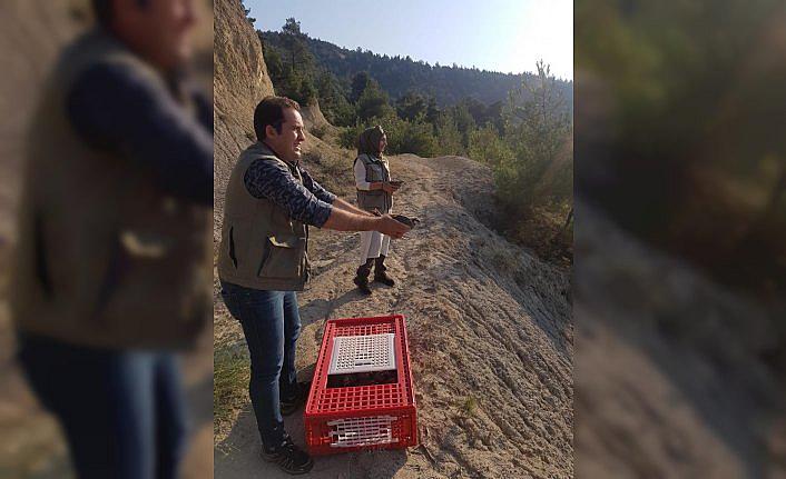 Karabük'te bin kınalı keklik doğaya salındı