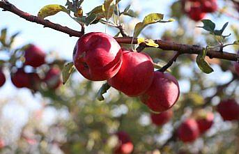 Kastamonu elmasında rekolte artışı beklentisi
