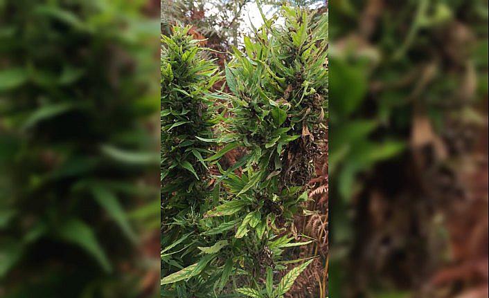 Kastamonu'da uyuşturucu ve silah operasyonları