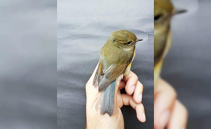 Kızılırmak Deltası Kuş Cenneti'nde “mavi kuyruklu bülbül“ görüldü