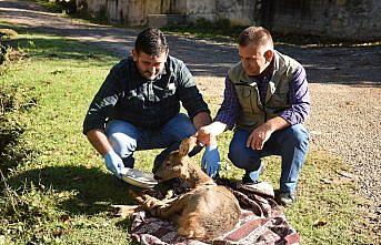 Köpeklerin saldırdığı karacayı köylü çift kurtardı