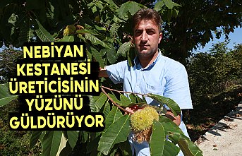 Nebiyan kestanesi üreticisinin yüzünü güldürüyor