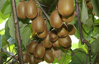 Ordu'da 100 dekarda yeni kivi bahçeleri kurulacak