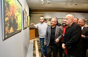 Ordu'da görüntülenen deniz canlıları sergilendi