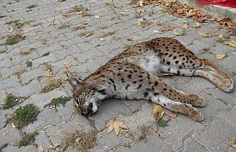 Otomobilin çarptığı vaşak öldü