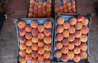 Rusya'ya en çok şeftali ihraç edildi