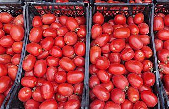 Rusya'ya yaş meyve sebze ihracatı kazandırıyor