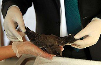 Şırıngayla beslenerek büyütülen ebabil kuşları doğaya salınıyor