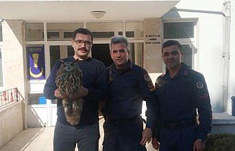 Yaralı boynuzlu baykuşu jandarma kurtardı