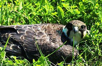 Yaralı delice doğan koruma altına alındı