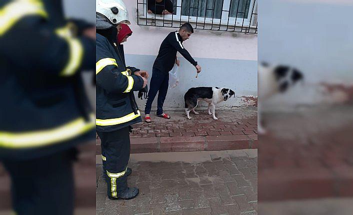 Asansör boşluğunda mahsur kalan köpeği itfaiye kurtardı