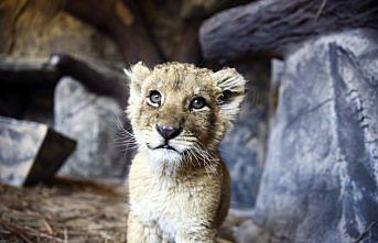 Aslanlar ve timsahlar ilk ara tatilde çocukları bekliyor