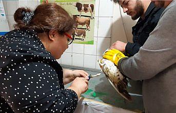 Balık ağına dolanarak yaralanan martı koruma altına alındı