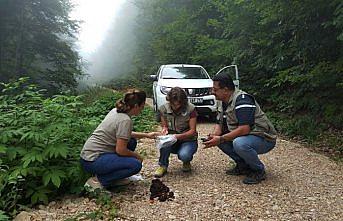 Bozayıların beslenme alışkanlıkları dışkılarından belirlenecek