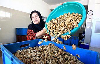 Ceviz kırarak başladı, kadınlara iş kapısı açtı