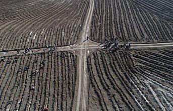 Çorum'da 1 saatte en fazla fidan dikimi rekor denemesi başladı