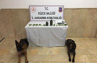 Düzce'de 17 kök kenevir ele geçirildi