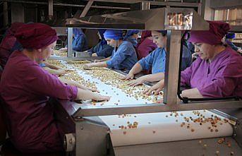 Fındık ihracatında yeni rota: Hindistan, Rusya, Meksika ve Brezilya