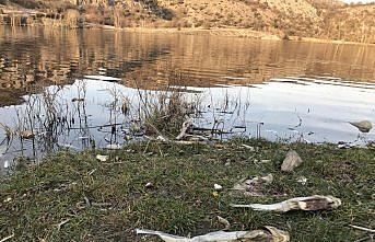 Karabük'te balık ölümlerine ilişkin inceleme başlatıldı