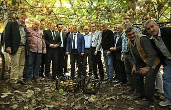 Kastamonu'da kivi hasat şenliği yapıldı