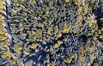 Kastamonu'da sonbaharın renk cümbüşü