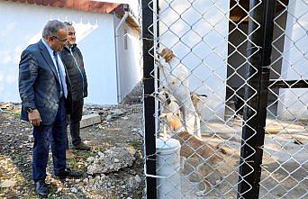 Ordu'da hayvan barınağı büyütülüyor