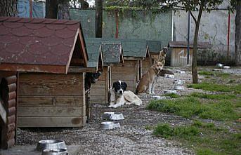 Ordu'da hayvanları koruma kurulu toplantısı düzenlendi