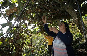 Ordu'da kivi hasadına başlandı