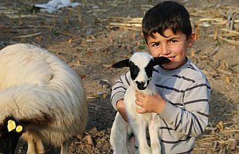 Ordu'da üçüz doğuran koyun sahibini sevindirdi