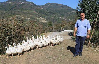 Ordulu çiftçilerin yüzünü 'kaz'lar güldürüyor
