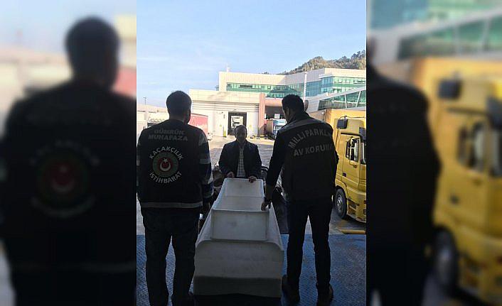 Türkiye'ye kaçak yollarla su kaplumbağası sokarken yakalandı