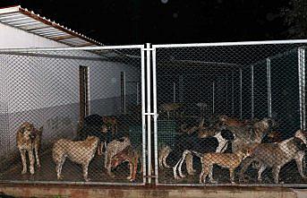 Ünye'de hayvan barınağındaki köpekler Bafra ilçesine getirildi