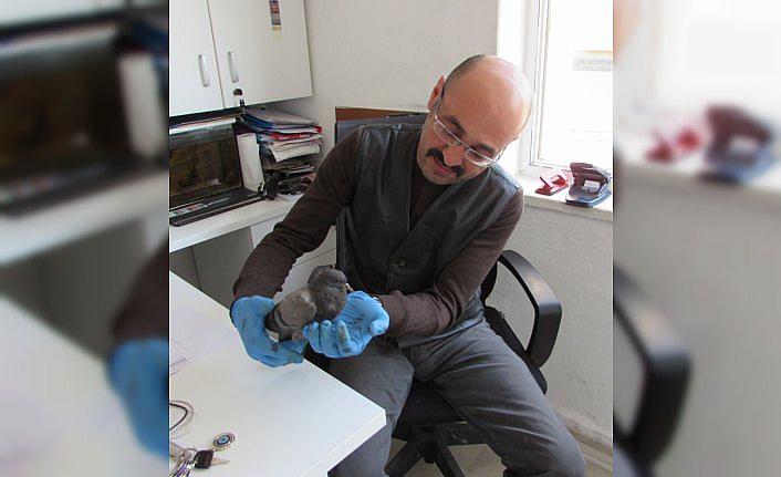 Yaralı güvercin tedavisinden sonra doğaya salındı