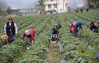 Yüksek sıcaklıklar çilek hasadında süreyi uzattı