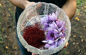 Amasyalı çiftçinin safranda deneme ekimi olumlu sonuç verdi